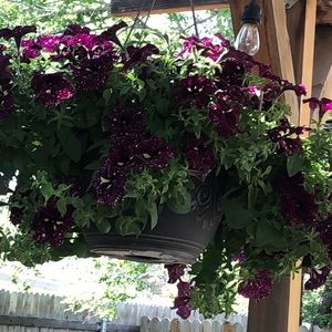 Meet your Posher, Lynn